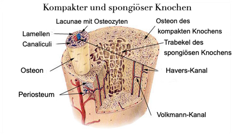 Kompakter_und_spongiöser_Knochen-Orthopädie-Eckental-2020.fw